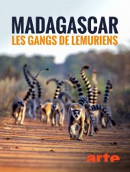 Madagascar : les gangs de lémuriens SAISON 1